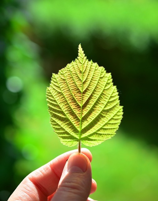 photo of a hand holding leaf to symbolize our mission and values