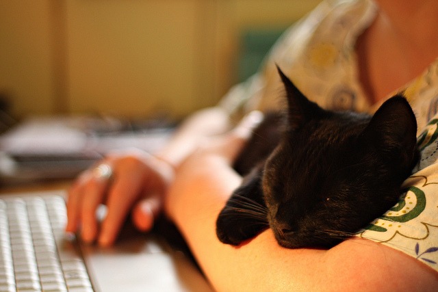 Photo of person holding a cat, sitting at a computer for online therapy